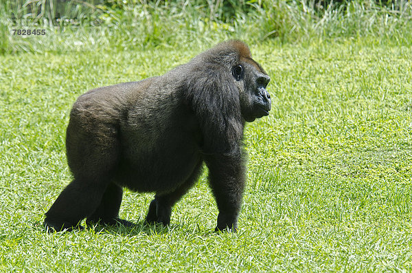 Westliche Flachlandgorilla  Gorilla gorilla gorilla  Tier  Menschenaffe  Gorilla  Affe
