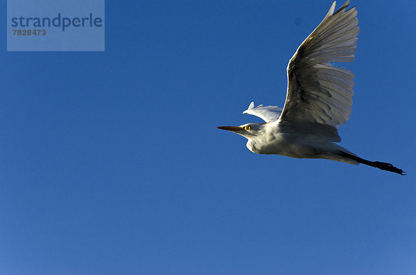 Kuhreiher  Bubulcus ibis  fliegen  fliegt  fliegend  Flug  Flüge  Vogel  Weißer Reiher  weiße reiher