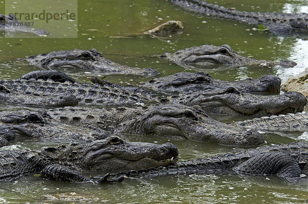 Vereinigte Staaten von Amerika  USA  Mississippi-Alligator  Hechtalligator  Alligator mississippiensis  Tier  Everglades Nationalpark  Alligator  Krokodil  Florida