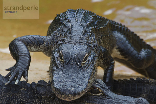 Vereinigte Staaten von Amerika  USA  Mississippi-Alligator  Hechtalligator  Alligator mississippiensis  Tier  jung  Everglades Nationalpark  Alligator  Krokodil  Florida