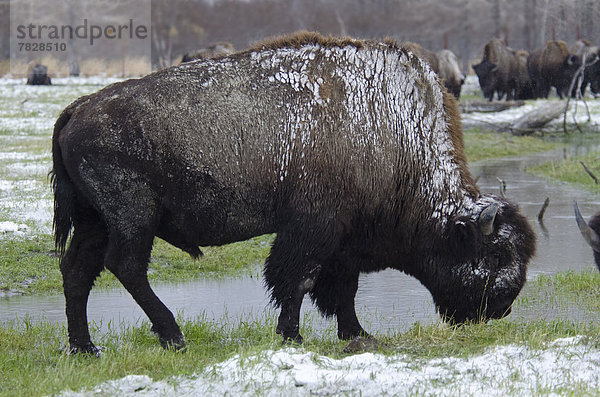 Vereinigte Staaten von Amerika  USA  Waldbison  Bison bison athabascae  Schutz  Tier  Alaska  Bison  Schnee  Wildtier