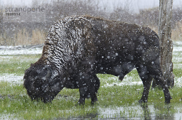 Vereinigte Staaten von Amerika  USA  Waldbison  Bison bison athabascae  Schutz  Tier  Alaska  Bison  Schnee  Wildtier