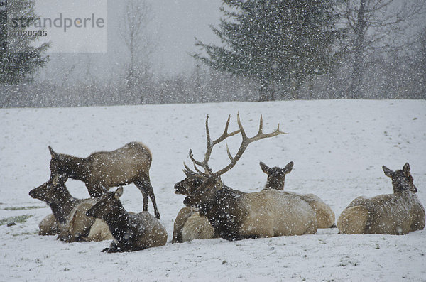 Vereinigte Staaten von Amerika  USA  Elch  Alces alces  Tier  Rothirsch  Cervus elaphus  Alaska  Wildtier