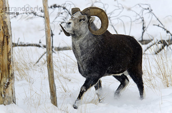 Winter  Tier  Schaf  Ovis aries  Kanada  Wildtier  Yukon