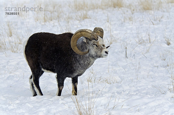 Winter  Tier  Schaf  Ovis aries  Kanada  Wildtier  Yukon