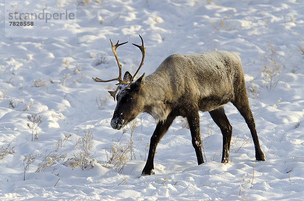 Winter  Kanada  Wildtier  Yukon