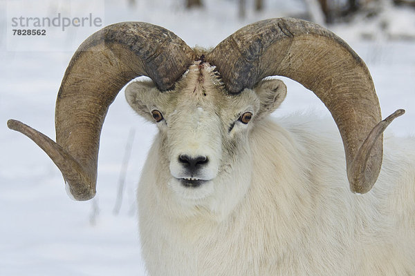 Dallschaf  Ovis dalli  Winter  Tier  Schaf  Ovis aries  Kanada  Wildtier  Yukon