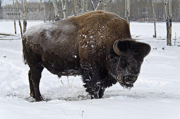 Waldbison  Bison bison athabascae  Winter  Tier  Bison  Kanada  Yukon