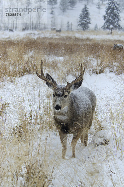 Maultierhirsch  Odocoileus hemionus  Winter  Tier  Kanada  Hirsch  Wildtier  Yukon