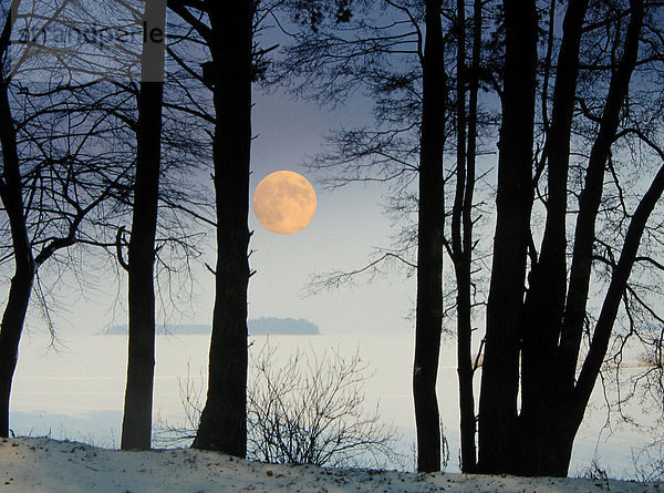 Winter  Baum  Meer  Nebel  Vollmond  Mond  Composite  Stimmung  Polen