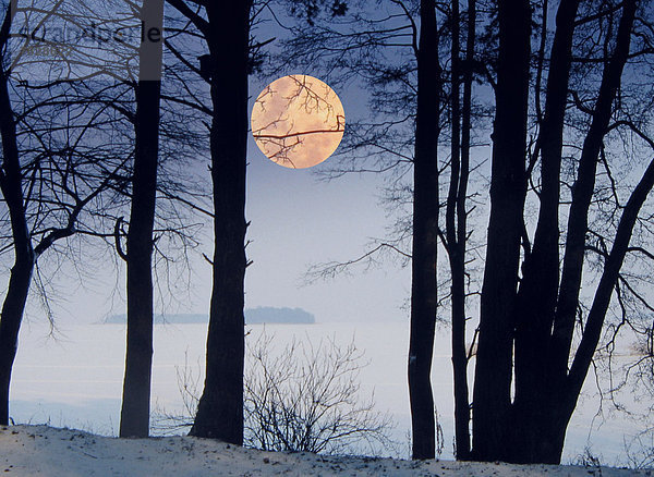 Winter  Baum  Meer  Nebel  Vollmond  Mond  Composite  Stimmung  Polen