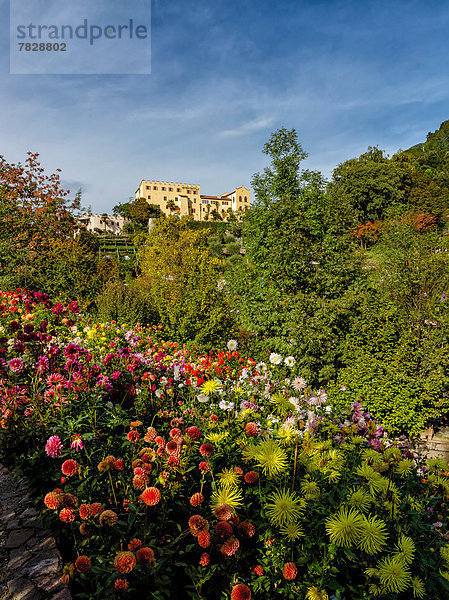 Trentino Südtirol  Europa  Berg  Blume  Palast  Schloß  Schlösser  Hügel  Garten  Herbst  Italien  Meran