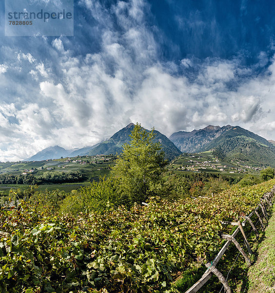 Trentino Südtirol  Europa  Berg  Landschaft  Hügel  Tal  Herbst  Italien  Schenna  Texel