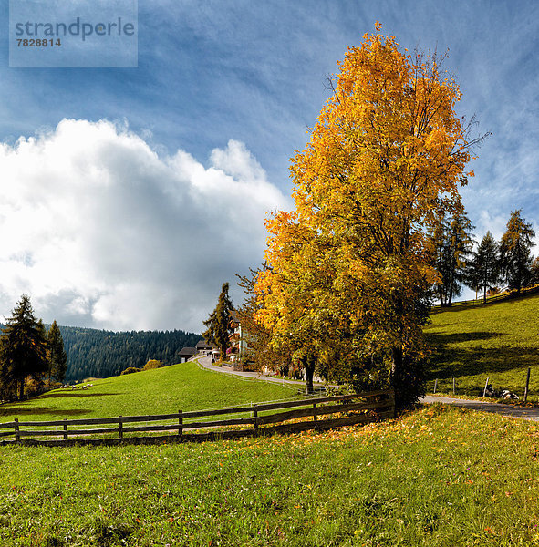 Trentino Südtirol  Europa  Berg  Baum  gelb  Landschaft  Hügel  Feld  Herbst  Wiese  Italien