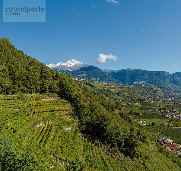 Trentino Südtirol  Europa  Berg  Landschaft  Hügel  Dorf  Herbst  Ansicht  Tirol  Italien  Weinberg