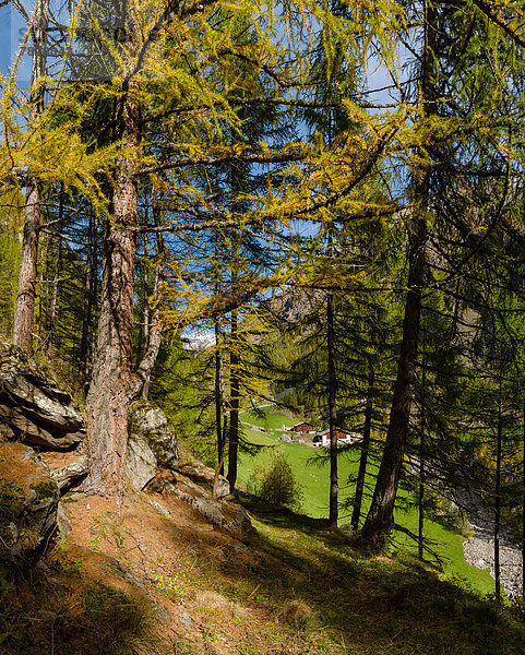 Bauernhaus Trentino Südtirol Europa Baum Landschaft Wald Holz Herbst Italien