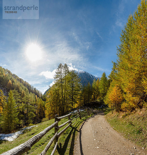 Lärche Trentino Südtirol Europa Berg Baum Landschaft Hügel Weg Wald Holz Herbst Wanderweg Italien