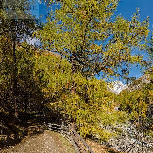 Lärche Trentino Südtirol Europa Berg Baum Landschaft Hügel Weg Wald Holz Herbst Wanderweg Italien