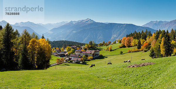 Hausrind  Hausrinder  Kuh  Trentino Südtirol  Europa  Berg  Baum  Hügel  Großstadt  Dorf  Feld  Herbst  Wiese  Ansicht  Italien