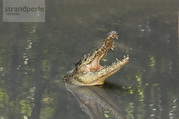 liegend  liegen  liegt  liegendes  liegender  liegende  daliegen  offen  Tier  Natur  Maul  Krokodil  Reptilie  Wildtier  Schnauze  Vietnam