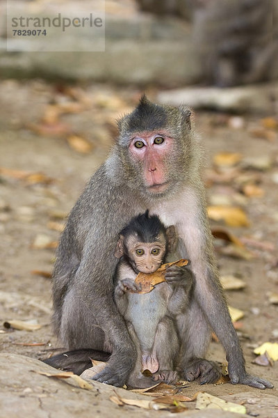 Nationalpark  Außenaufnahme  Rhesusaffe  Macaca mulatta  Tier  Säugetier  Wildtier  jung  Primate  Asien  Affe  Vietnam