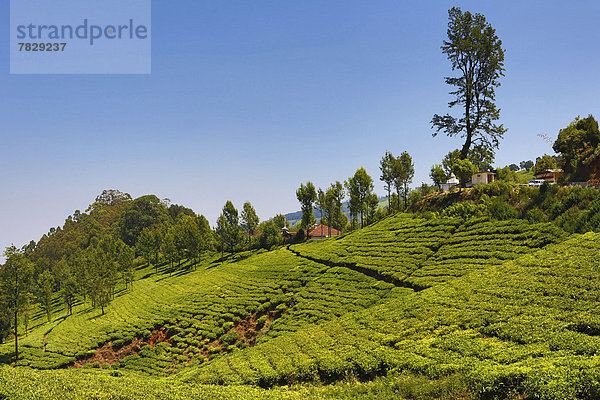 Berg  grün  Bauernhof  Hof  Höfe  Wahrzeichen  Plantage  Asien  Indien  Tamil Nadu  Tee  Teeplantage