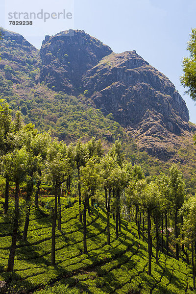Berg  grün  Bauernhof  Hof  Höfe  Wahrzeichen  Plantage  Asien  Indien  Tamil Nadu  Tee  Teeplantage