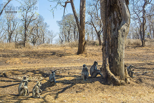Nationalpark  Landschaft  Baum  trocken  ungestüm  Affe  Asien  Indien  Karnataka