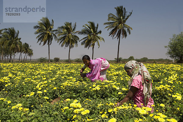 Ländliches Motiv  ländliche Motive  Palme  Frau  Blume  arbeiten  Landwirtschaft  Bauernhof  Hof  Höfe  bunt  Asien  Indien  Karnataka