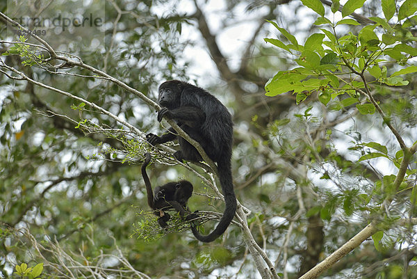 Baum  Tier  Natur  Mittelamerika  Welpe  Baby  Belize  Affe  Wildtier