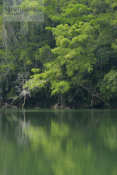 Hochformat  Regenwald  niemand  Wald  Natur  Fluss  Mittelamerika  Belize