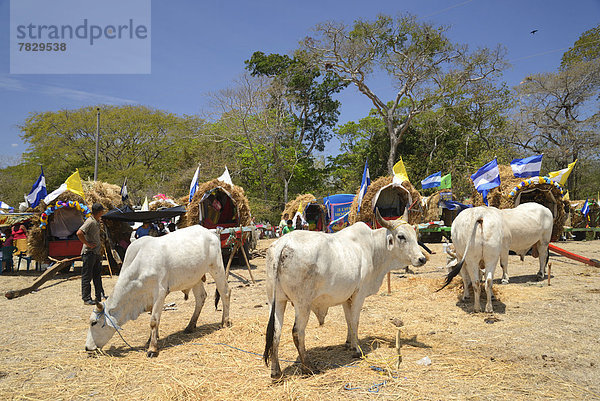 Hausrind  Hausrinder  Kuh  camping  Religion  Mittelamerika  Pilgerer  katholisch  Kuh  Nicaragua  Prozession