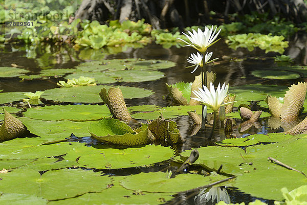 Wasser  Natur  Insel  Mittelamerika  Granada  Lilie  Nicaragua