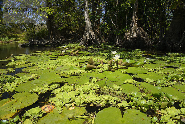 Wasser  Natur  Insel  Mittelamerika  Granada  Lilie  Nicaragua