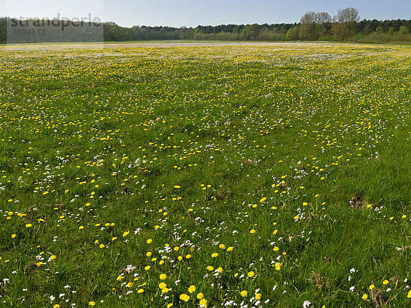 Europa  Blume  Landschaft  grün  Feld  Wiese  Niederlande