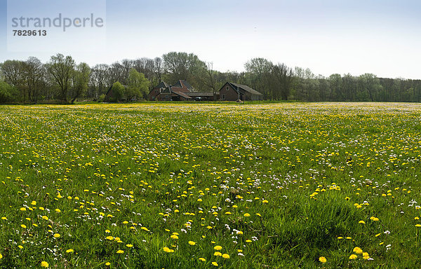 Bauernhaus  Europa  Blume  Landschaft  grün  Feld  Wiese  Niederlande