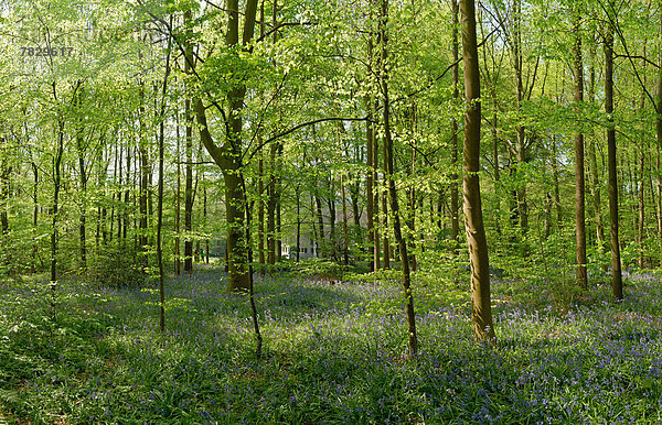 Europa  Blume  Baum  Landschaft  Wald  Niederlande