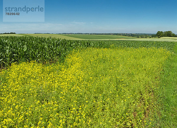 Europa  Blume  Sommer  Landschaft  Hügel  Niederlande  Rapsfeld