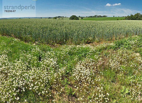 Europa  Blume  Sommer  Landschaft  Hügel  Feld  Wiese  Weizenfeld  Niederlande