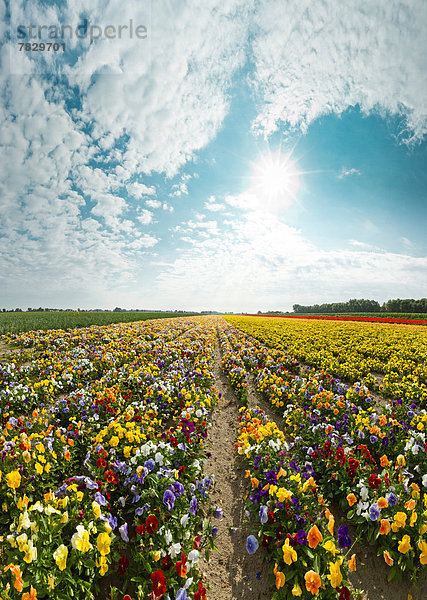 Veilchen  viola  Europa  Blume  Sommer  Landschaft  Feld  Niederlande  gepflegt