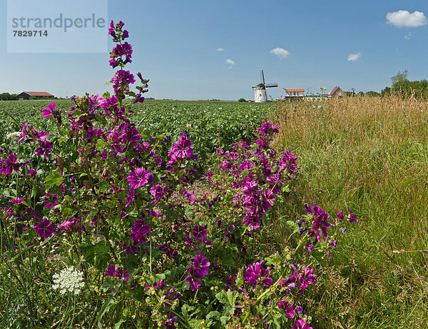 Windturbine  Windrad  Windräder  Europa  Blume  Sommer  Feld  Wiese  Niederlande
