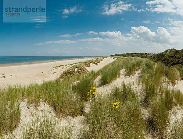 Europa  Strand  Sommer  Landschaft  Meer  Sand  Niederlande  Nordsee