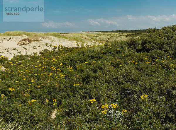 Europa  Blume  Strand  Sommer  Landschaft  Düne  Niederlande