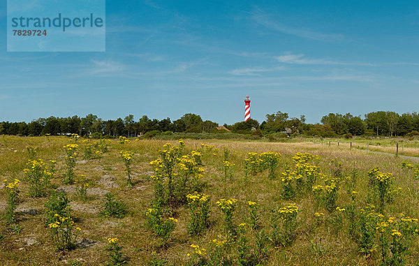 Europa  Blume  Sommer  Landschaft  Leuchtturm  Niederlande