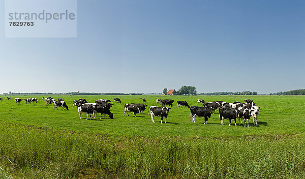 Hausrind  Hausrinder  Kuh  Europa  Sommer  Landschaft  Feld  Wiese  Niederlande