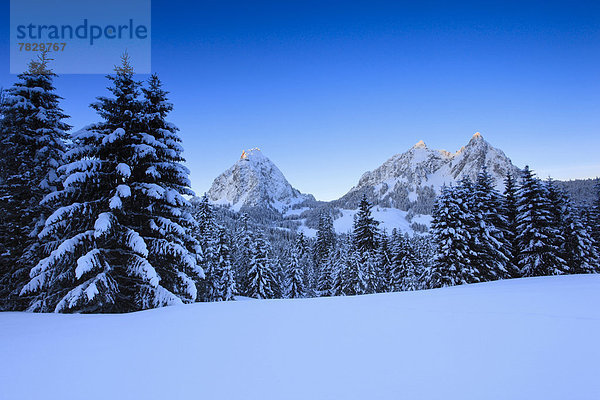 Kälte blauer Himmel wolkenloser Himmel wolkenlos Panorama Europa Berg Winter Baum klein Sonnenaufgang Wald groß großes großer große großen Holz Berggipfel Gipfel Spitze Spitzen Alpen Ansicht Fichte Tanne Westalpen Bergmassiv Schnee schweizerisch Schweiz Zentralschweiz Schweizer Alpen