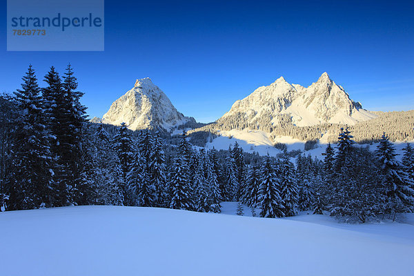 Kälte blauer Himmel wolkenloser Himmel wolkenlos Panorama Europa Berg Winter Baum klein Sonnenaufgang Wald groß großes großer große großen Holz Berggipfel Gipfel Spitze Spitzen Alpen Ansicht Fichte Tanne Westalpen Bergmassiv Schnee schweizerisch Schweiz Zentralschweiz Schweizer Alpen