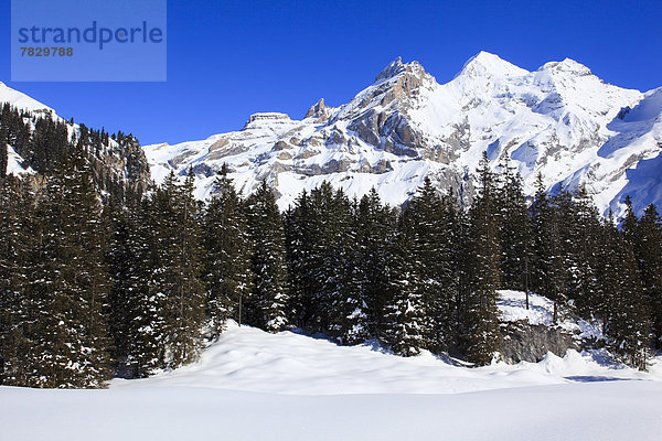 Kälte blauer Himmel wolkenloser Himmel wolkenlos Felsbrocken Panorama Europa Berg Winter Baum Wald Eis Holz Berggipfel Gipfel Spitze Spitzen Gletscher Alpen Ansicht Fichte Tanne Berner Alpen Westalpen Bern Berner Oberland Kandersteg Bergmassiv Schnee schweizerisch Schweiz Schweizer Alpen