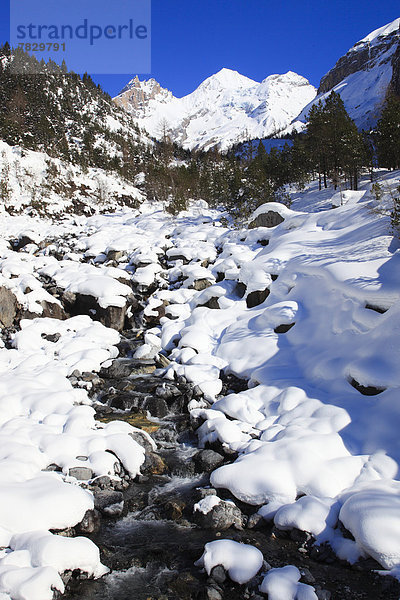 Kälte blauer Himmel wolkenloser Himmel wolkenlos Felsbrocken Panorama Europa Berg Winter Baum Wald Eis Holz Berggipfel Gipfel Spitze Spitzen Gletscher Alpen Ansicht Fichte Tanne Berner Alpen Westalpen Bern Berner Oberland Kandersteg Bergmassiv Schnee schweizerisch Schweiz Schweizer Alpen