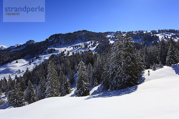 blauer Himmel wolkenloser Himmel wolkenlos Panorama Europa Berg Winter Skifahrer Baum Wald Holz Berggipfel Gipfel Spitze Spitzen Ansicht Zimmer Fichte Tanne Schnee schweizerisch Schweiz Zentralschweiz